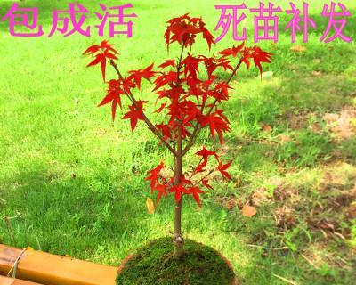 盆栽红枫树种植方法是什么（栽红枫树的注意事项）