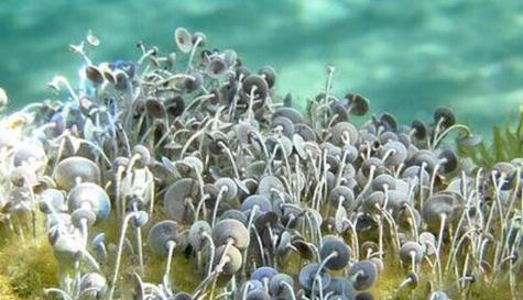 海生藻类是植物吗（有关海生藻类简介）