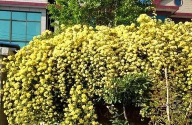 木香花的种植养护方法（打造花香四溢的木香花园）