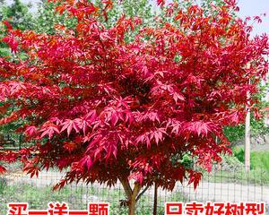 红枫树适合种在哪里（红枫树种植的正确方法）