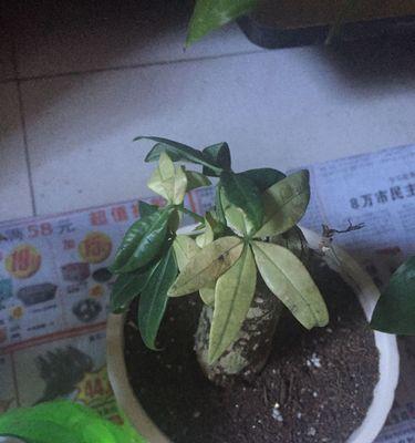发财树叶子变黄了怎么处理（救活发财树的简单方法）