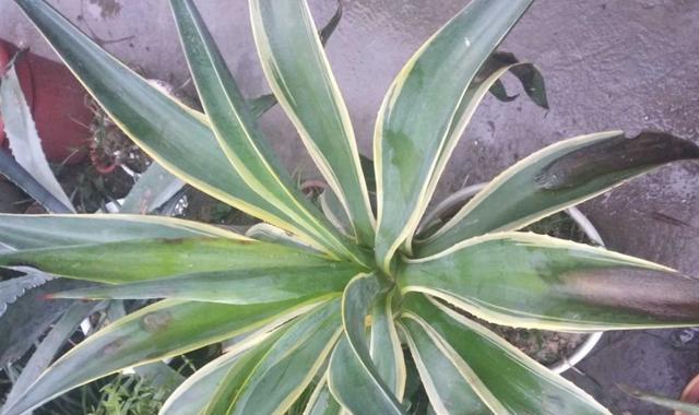 龙舌兰植物怎么养（龙舌兰养护方法分享）