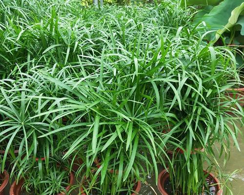 水竹有几种种类（常见的水培竹类植物介绍）