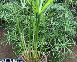 水竹有几种种类（常见的水培竹类植物介绍）