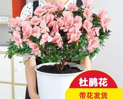 杜鹃花怎么养才好（分享养杜鹃花的小妙招）