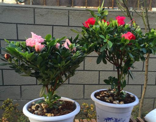 杜鹃花冬天怎么养（杜鹃花冬季养护要点）