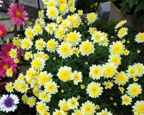 玛格丽特花怎么养（玛格丽特花养护小妙招）