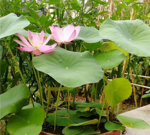 室内水生植物有哪些（适合水培的植物推荐）