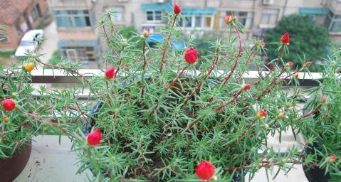 太阳花是一年生还是多年生植物（太阳花的生长过程）