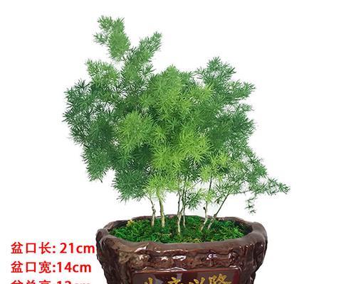 蓬莱松盆栽好养吗（关于蓬莱松养殖方法）