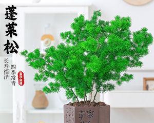 蓬莱松盆栽好养吗（关于蓬莱松养殖方法）