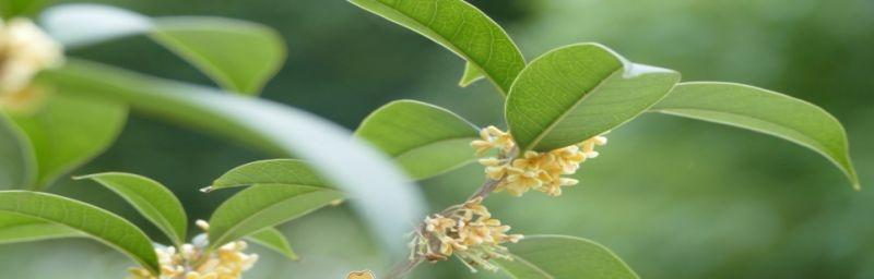 桂花种子怎么种（桂花种子种植方法和时间）