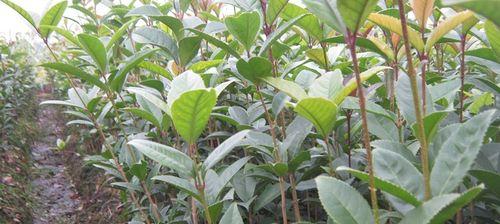 桂花种子怎么种（桂花种子种植方法和时间）