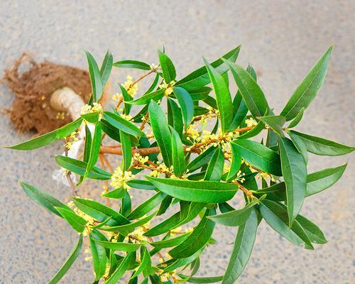 桂花种子怎么种（桂花种子种植方法和时间）