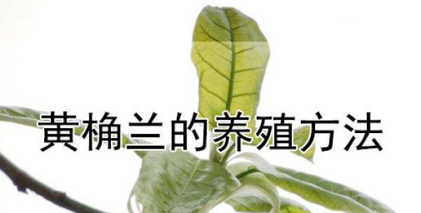 黄兰的养殖方法是什么（描述黄兰花的养护要点）