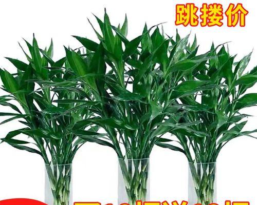 水培植物哪些比较好养（10种常见水培植物排名）