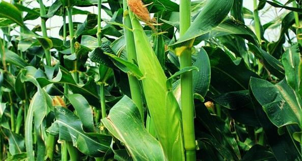玉米种植技术与管理（玉米的种植方法及时间）