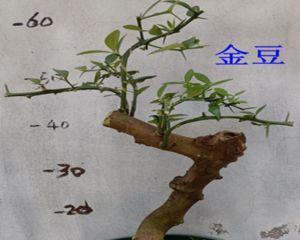 金豆盆景养殖方法（打造优美盆景）