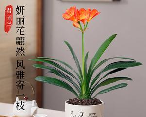 好养活的室内花卉植物有哪些（适合懒人养的绿植推荐）