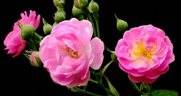 蔷薇花品种大全介绍（最常见的蔷薇种类介绍）