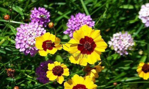 什么花在夏天开花（夏天十种最美的花）