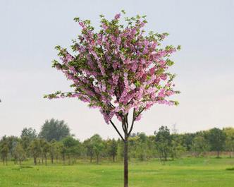 四季垂丝海棠怎么嫁接（垂丝海棠嫁接技术）