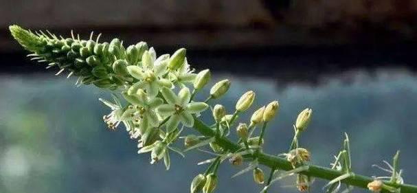 贝壳花的花语及含义（探索贝壳花的神秘之美）