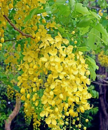 贝壳花的花语及含义（探索贝壳花的神秘之美）