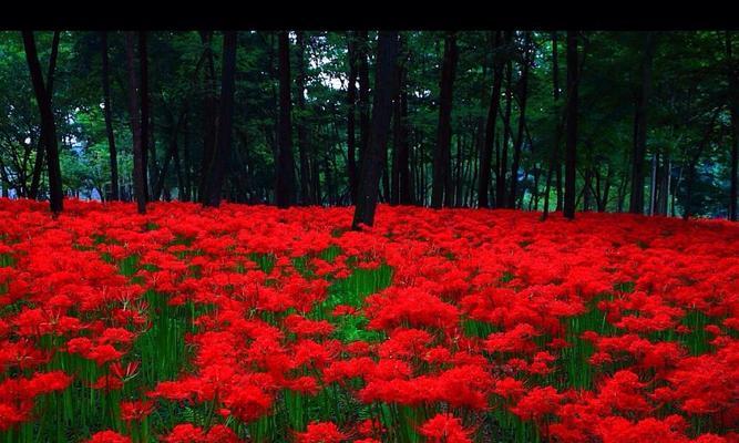 彼岸花花语——生命的坚韧与希望（探寻彼岸花的花语）