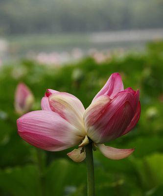 并蒂莲花（和谐共生）