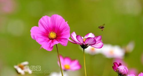 大波斯菊的花语与寓意（探索大波斯菊的花语与寓意）