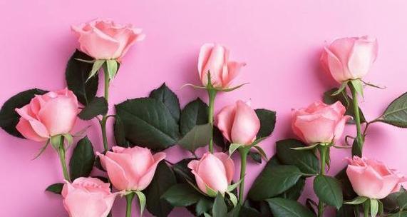 花开花落间的情感契机——不同玫瑰花的花语解读（玫瑰花）