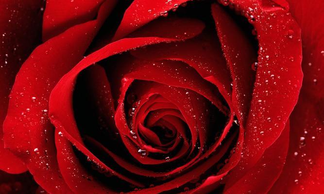 玫瑰花的色彩意义与象征（透过花瓣传递的情感和寓意）