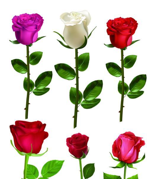 玫瑰花的色彩意义与象征（透过花瓣传递的情感和寓意）