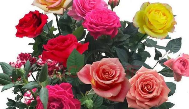 玫瑰花与不同颜色的含义（一朵花的语言）