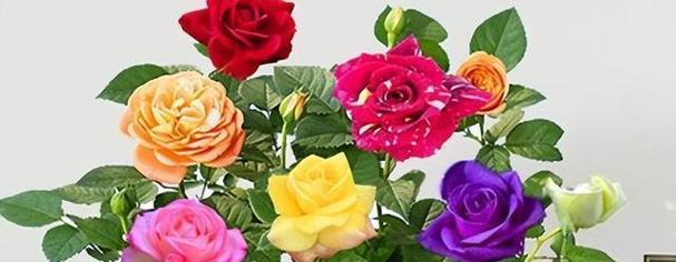 不同颜色玫瑰花的花语（解读不同颜色玫瑰的含义）