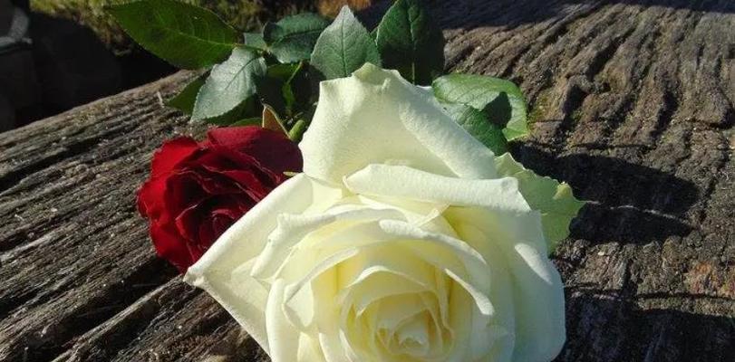 彩色玫瑰的花语与意义（探寻不同颜色玫瑰的特殊含义）