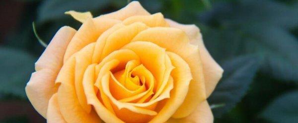 橙色玫瑰花语——热情与温暖（橙色玫瑰的花语及其象征意义）