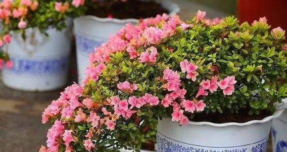 春节花卉寓意与传统文化的融合（花开富贵迎春年）