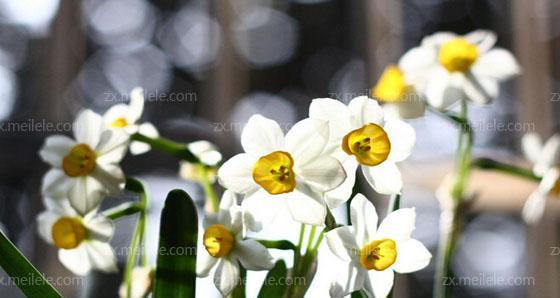 纯白水仙花的美丽与花语（纯洁与希望的象征——纯白水仙花）