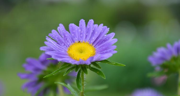 翠菊的花语（以翠菊为媒介）