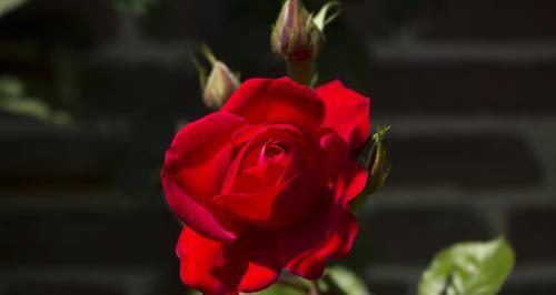 大红色玫瑰的花语含义（传递热情与爱的鲜花之语）