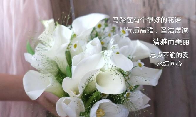 悲伤花语（以代表忧伤的花为主题）