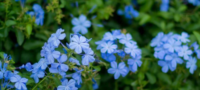 悲伤花语（以代表忧伤的花为主题）
