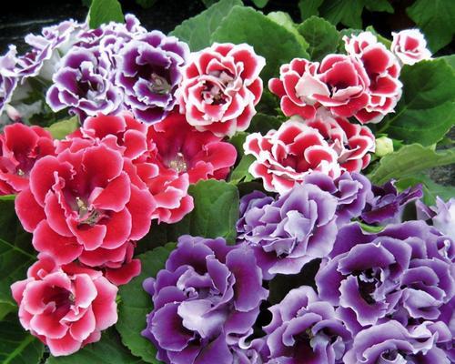 以代表友谊的花为主题的文章（探索友谊之花的深意与象征）