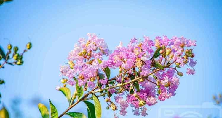 友谊长久的花——探索代表友谊的花卉世界（盛开、永存）