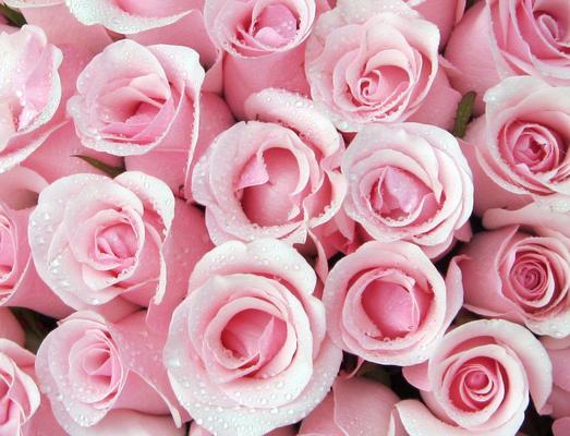 淡粉色玫瑰（探寻淡粉色玫瑰的花语与意义）