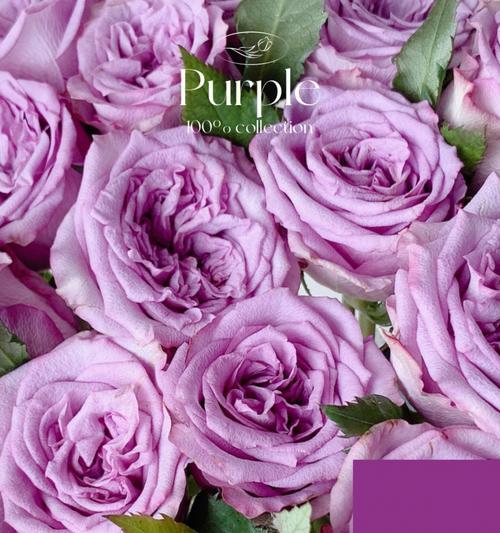 淡紫色玫瑰的花语及其美丽韵味（淡紫色玫瑰传达着神秘）