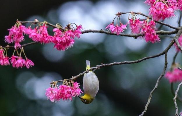 倒挂金钟花（探秘倒挂金钟花的花语及美丽传说）