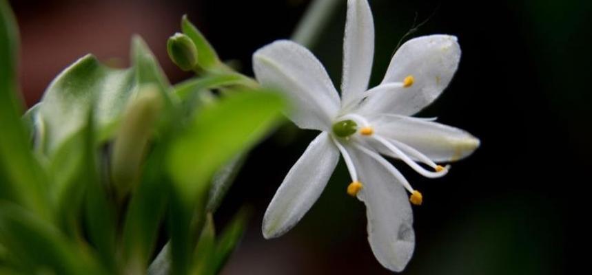 吊兰花语（吊兰花的花语及其象征意义）